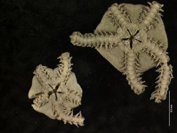 Media type: image; Invertebrate Zoology OPH-1466   Description: ventral specimen view;